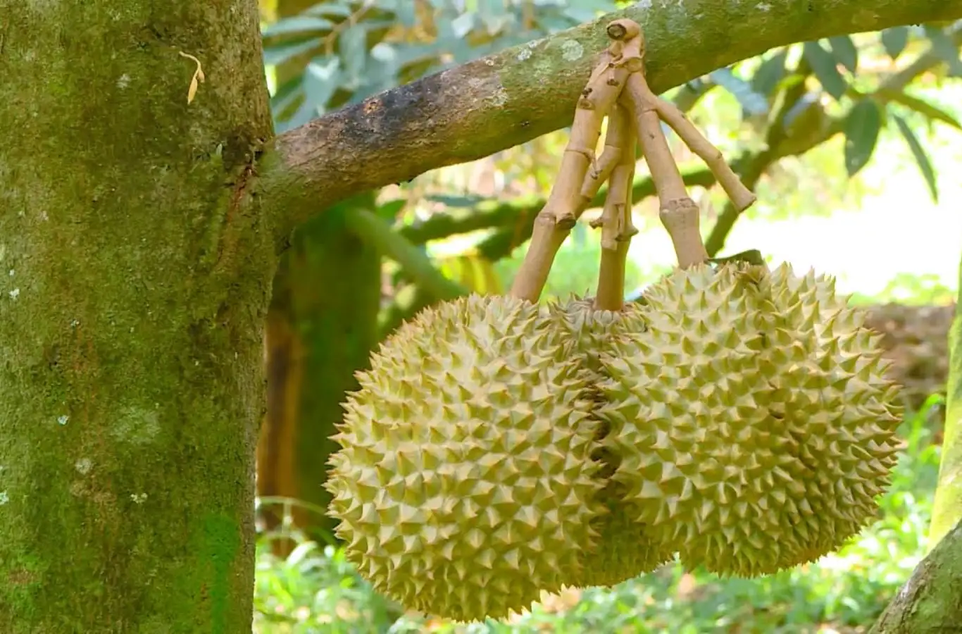 Sầu riêng loại nào ngon nhất